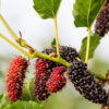 High Yield - Giant Sweet Southern Black Mulberry Tree (morus nigra)