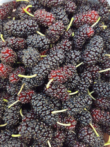 Alternative view of High Yield - Giant Sweet Southern Black Mulberry Tree (morus nigra)