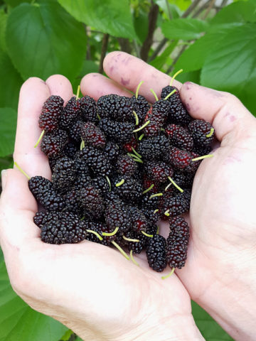 Alternative view of Cold Hardy Sweet Black Mulberry Tree (morus nigra)