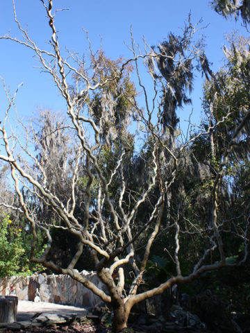 Alternative view of Contorted Mulberry Tree (morus nigra)