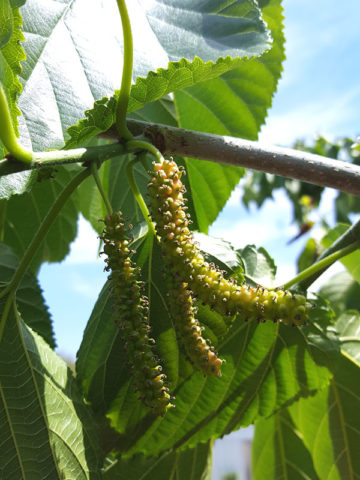 Alternative view of East Coast Foot Long Mulberry Tree (morus nigra)