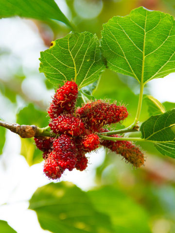 Alternative view of Northern Red Giant Mulberry Tree (morus rubra)