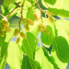 Northern Sweet White Mulberry Tree (morus alba)