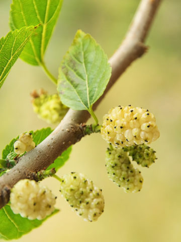 Alternative view of Northern Sweet White Mulberry Tree (morus alba)