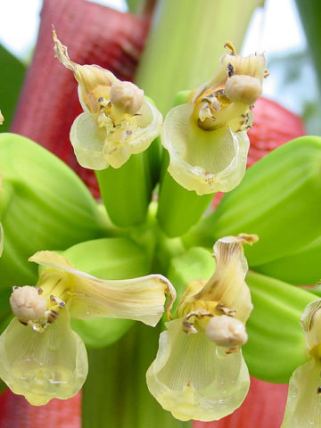 Alternative view of Dwarf Acuminata Wild Banana Tree (musa acuminata sp)