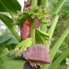 Dwarf Acuminata Wild Banana Tree (musa acuminata sp)