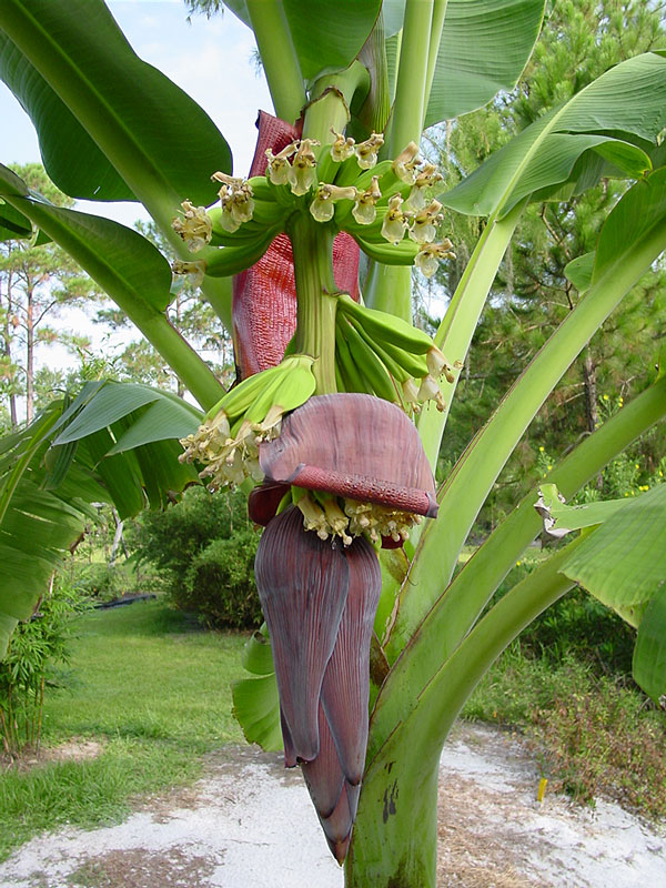 Dwarf Acuminata Wild Banana Tree musa Acuminata Sp Urban Perennials