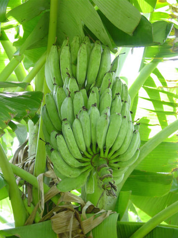Alternative view of 4 Plant, Banana Tree Mix (musa sp)