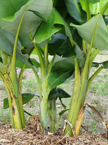 Alternative view of Wild Balbisiana Banana Tree (musa balbisiana)