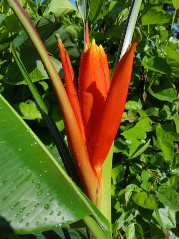 Alternative view of Scarlet Torch Banana Tree (musa coccinea)