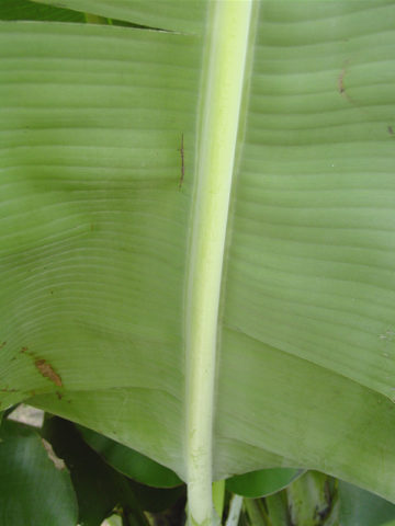 Alternative view of Two Stalk Double Banana Tree (musa mahoi)