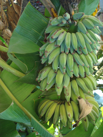 Alternative view of Dwarf Namwah Banana Tree (musa sp)
