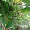 Dwarf Namwah Banana Tree (musa sp)
