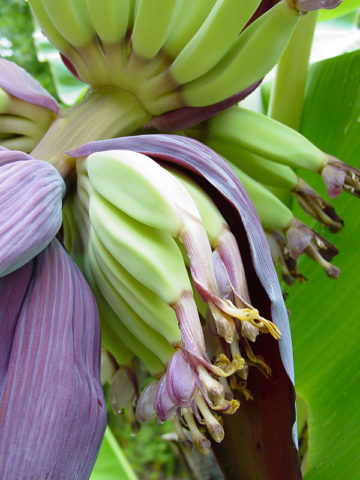 Alternative view of Dwarf Puerto Rican Plantain (musa sp)