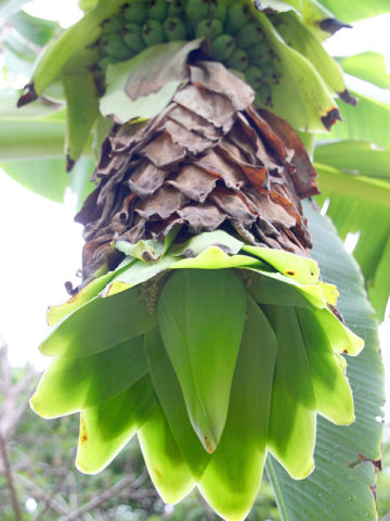 Alternative view of Snow Giant Banana Tree (ensete glaucum)