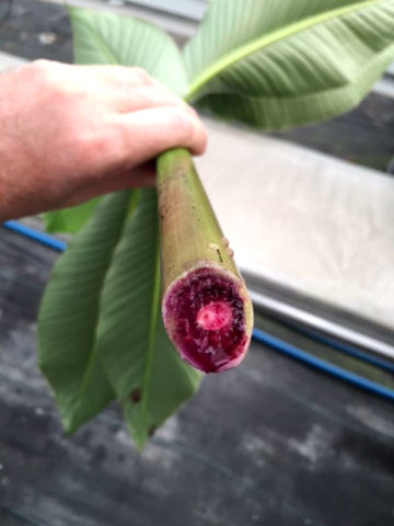 Fei Orange Banana Bloody (musa aiuri)