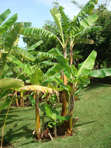 Alternative view of Gran Nain Banana Tree (musa sp)