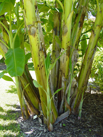 Alternative view of Blue Java Ice Cream Banana Tree (musa sp)