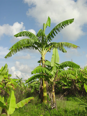 Alternative view of African Giant Banana Tree (musa kandarian)