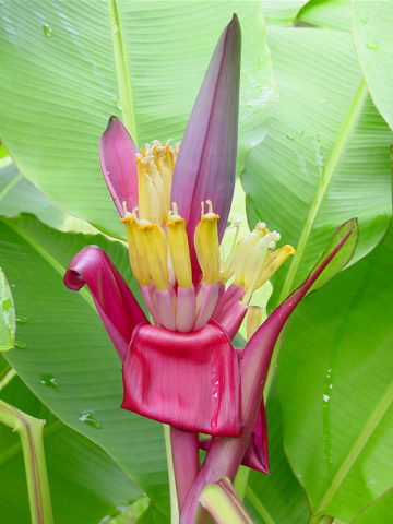 Alternative view of Royal Purple Banana Tree (musa ornata)