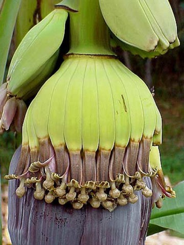 Alternative view of Hands and Fingers Banana Tree (musa sp)