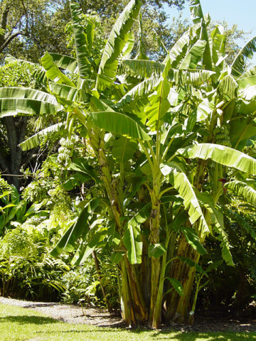 Alternative view of 25 Foot Giant Banana Tree (musa saba)