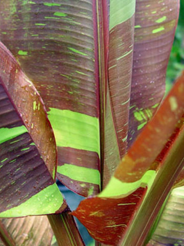 Alternative view of Siam Ruby Banana Tree (musa sp)