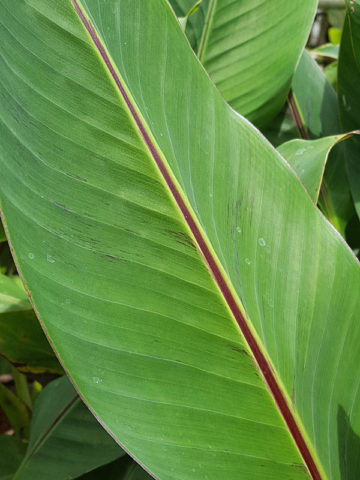Alternative view of Red Tiger Banana Tree (musa sikkimensis)