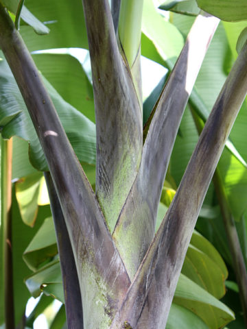 Alternative view of Thai Black Banana Tree (musa sp)