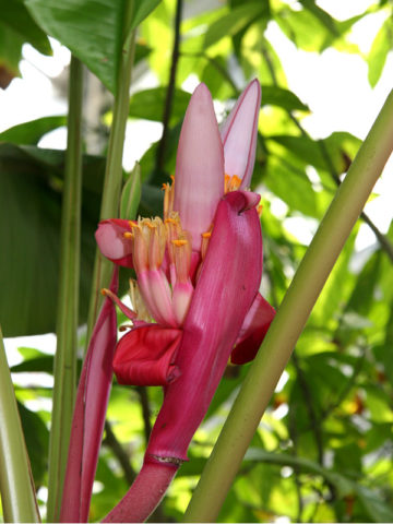 Alternative view of Pink Teddy Bear Banana Tree (musa velutina)