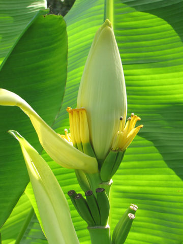 Alternative view of Siam Yellow Banana Tree (musa sp)