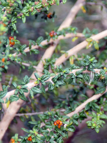 Alternative view of Bahama Berry Mounjean Tea Bush (nashia inaguensis)