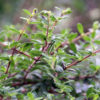 Bahama Berry Mounjean Tea Bush (nashia inaguensis)