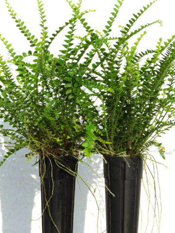 Alternative view of Lemony Button Fern (nephrolepis cordifolia duffii)