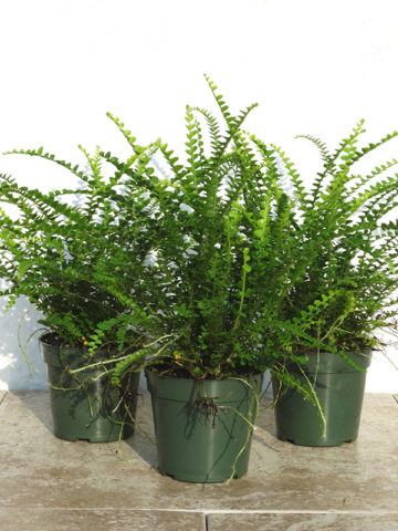 Alternative view of Lg. Lemony Button Fern (nephrolepis cordifolia duffii)