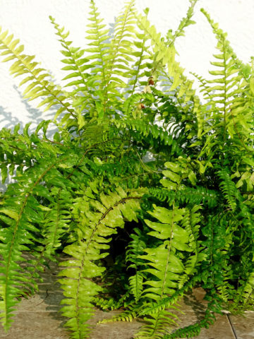 Alternative view of Lg. Variegated Boston Tiger Fern (nephrolepis exaltata)