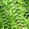 Lg. Cascading Fishtail Fern Plant (nephrolepis falcata furcans)
