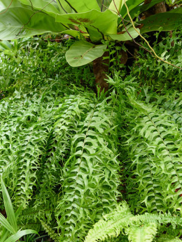 Alternative view of Lg. Cascading Fishtail Fern Plant (nephrolepis falcata furcans)