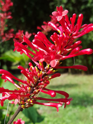 Alternative view of Fire Spikes Plant (odontonema strictum)
