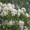 Tropical White Oleander Plant (nerium oleander)