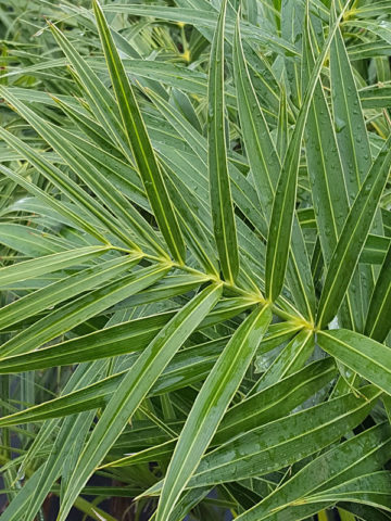 Alternative view of Lg. Silvery Seashore Palm Tree (allagoptera arenaria)
