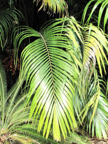 Alternative view of Lg. Taiwan Dwarf Sugar Palm Tree (arenga engleri)