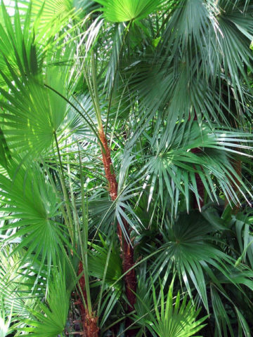 Alternative view of Paurotis/Everglades Palm (acoelorrhaphe wrightii)