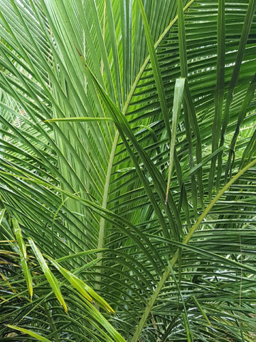 Alternative view of Lg. Madagascar Coconut Palm Tree (beccariophoenix alfredii)