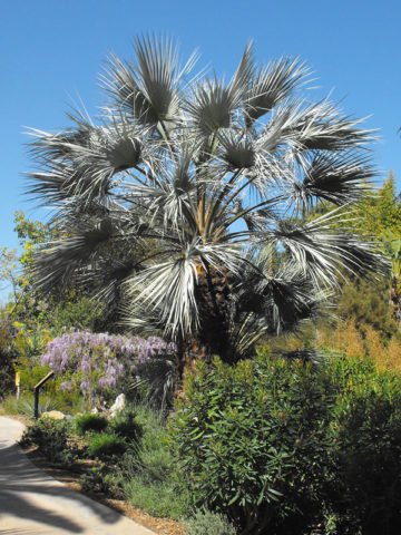Alternative view of Blue Feather Hesper Palm (brahea armata)