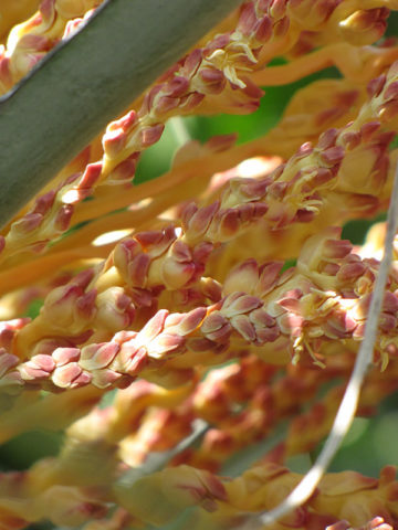 Alternative view of Hardy Feather Leaf Jelly Palm Tree (butia capitata)