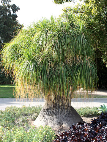 Alternative view of Ponytail Palm Tree (beaucarnea recurvata)