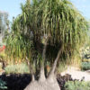 Ponytail Palm Tree (beaucarnea recurvata)
