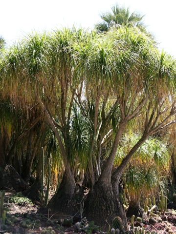 Alternative view of Lg. Ponytail Palm Tree (beaucarnea recurvata)