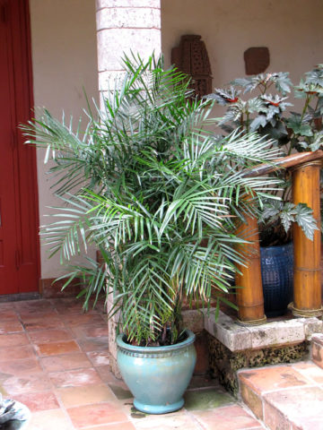 Alternative view of Cascade Cat Palm Tree (chamaedorea cataractarum)